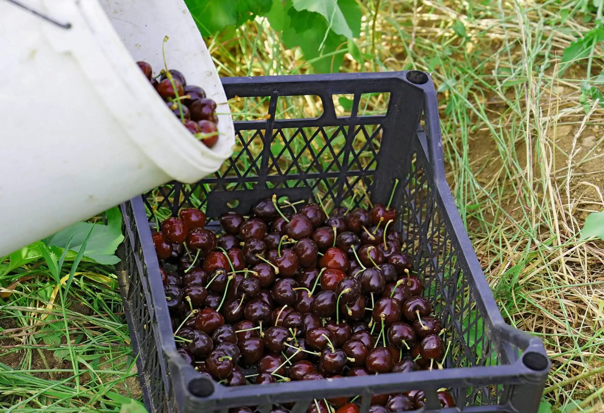 5 тайни: Как да използваме органично за създаване на успешен бизнес
