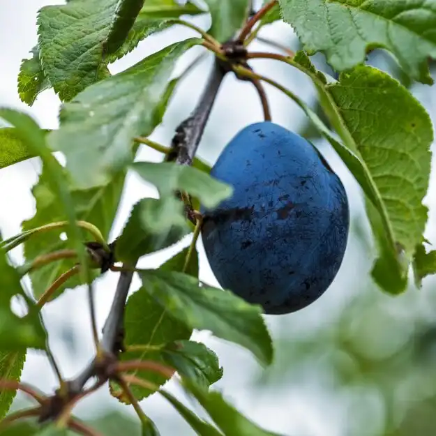 Натежали от сладост