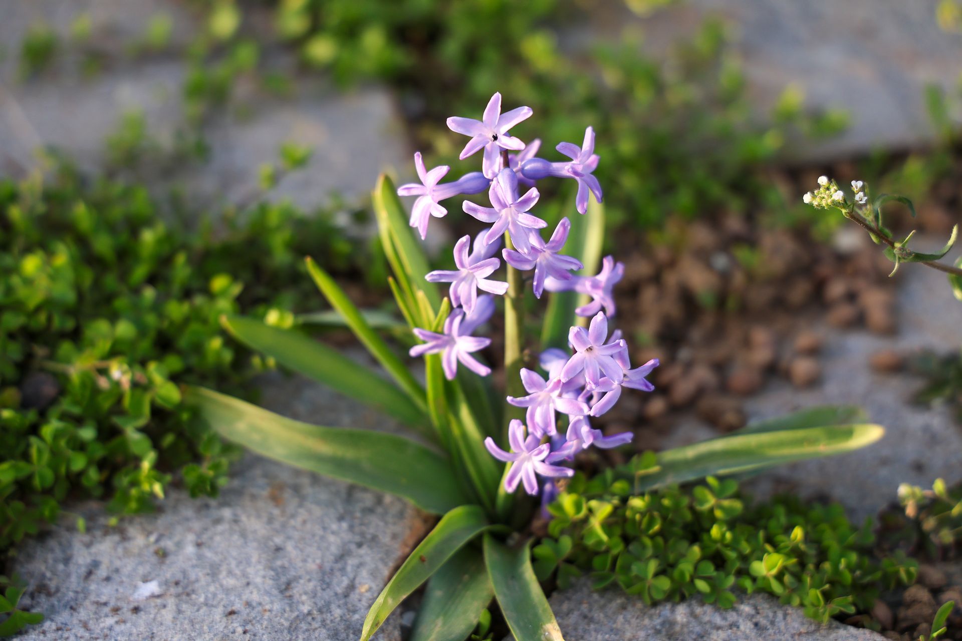Биоразнообразието в България: Уникални и ендемични растителни видове в Рила и Пирин