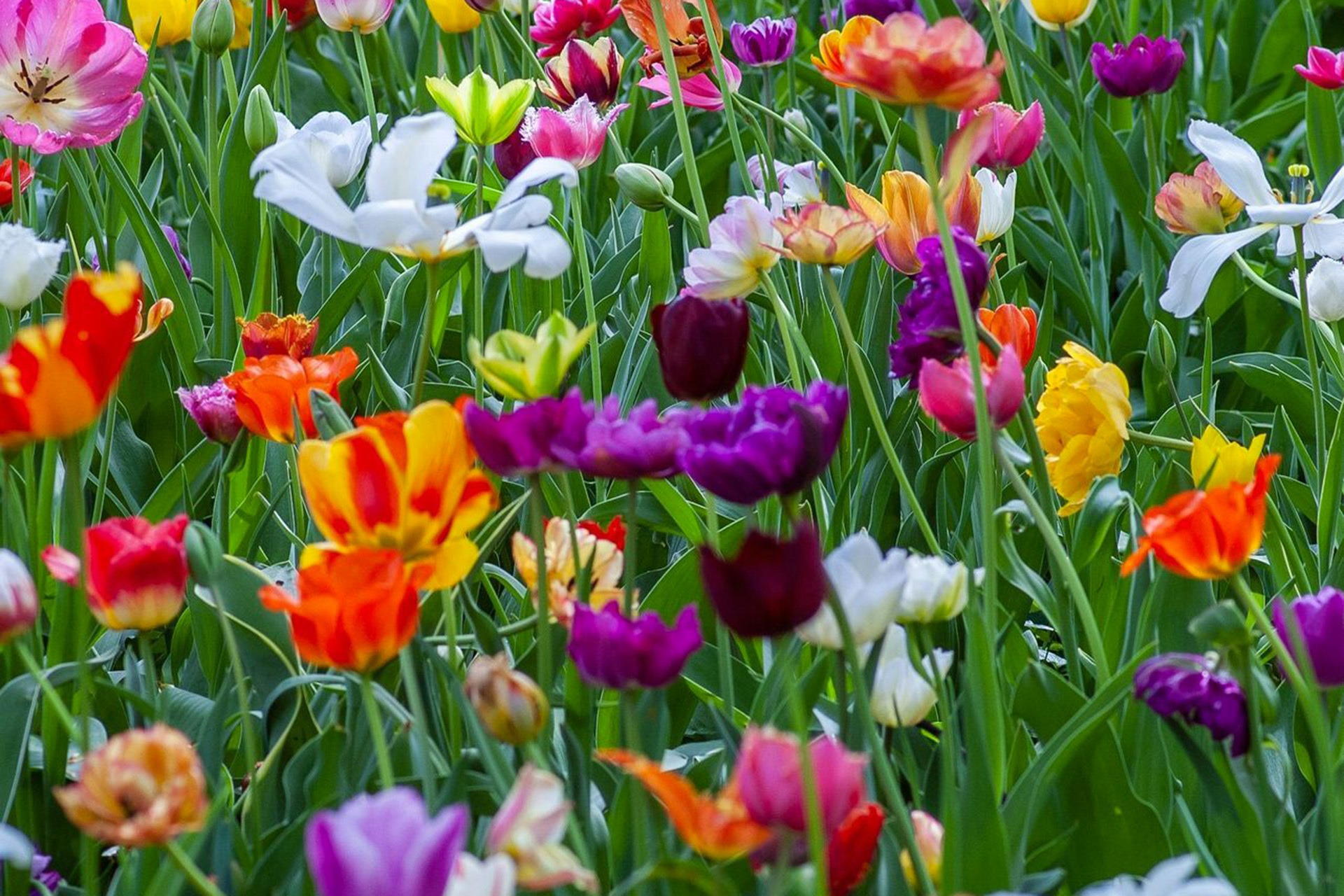 Природните стратегии: Как пролетните цветя привличат опрашителите с цветове и аромати